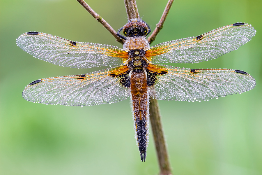 Vierflecklibelle