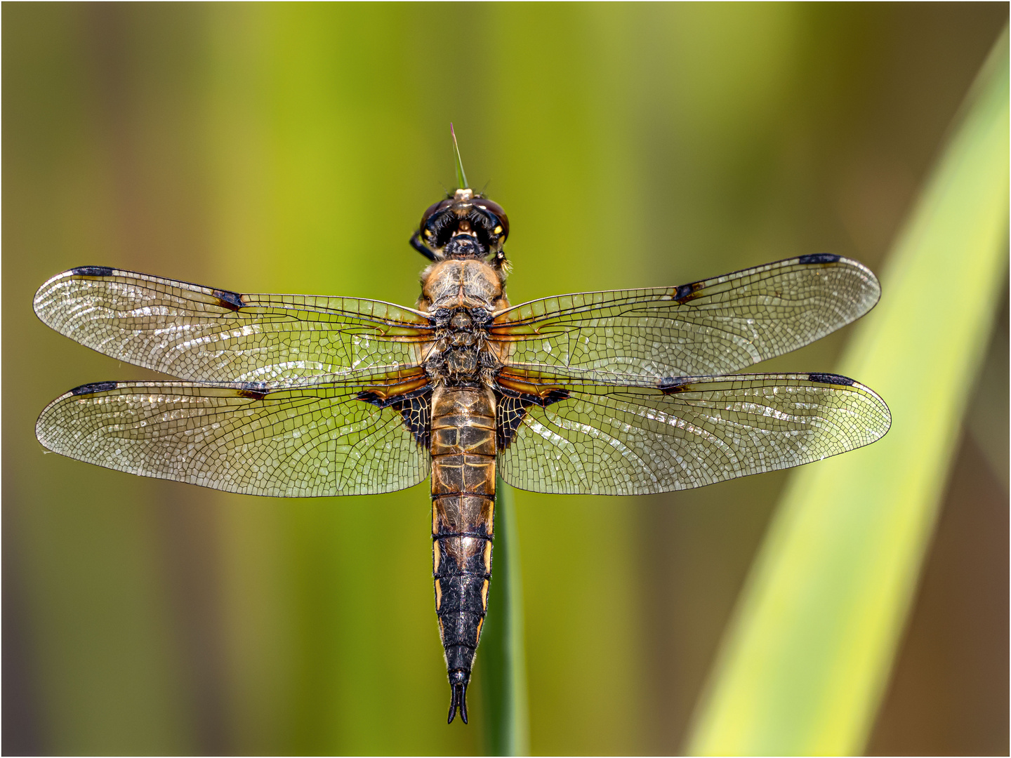 Vierflecklibelle