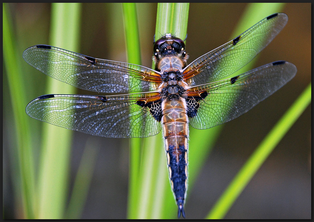 Vierflecklibelle