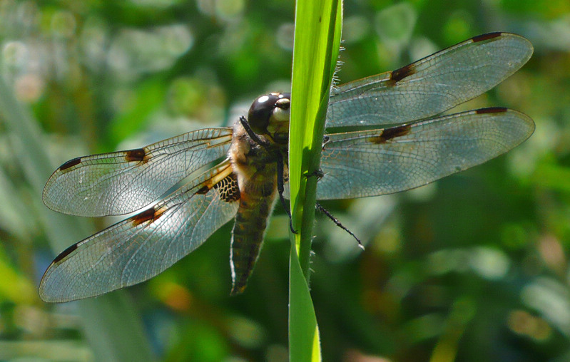 Vierflecklibelle