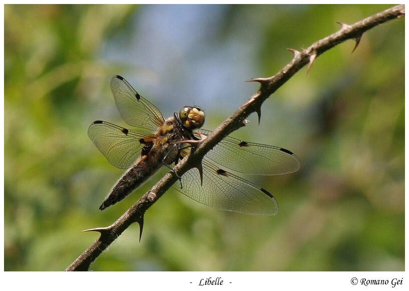 Vierflecklibelle