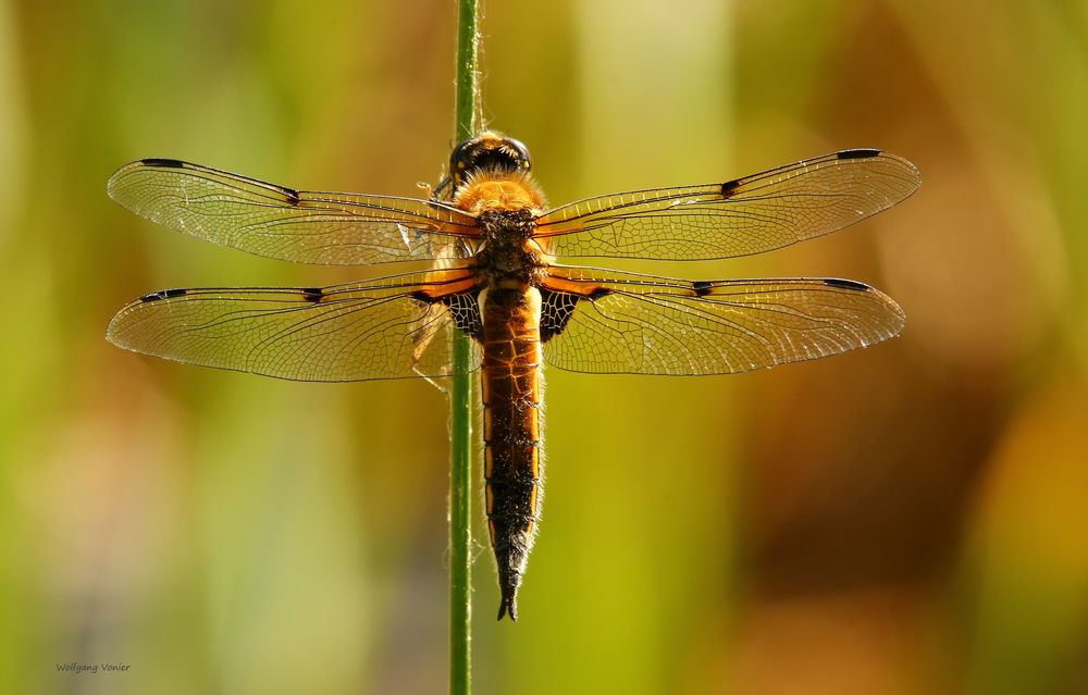 Vierflecklibelle 