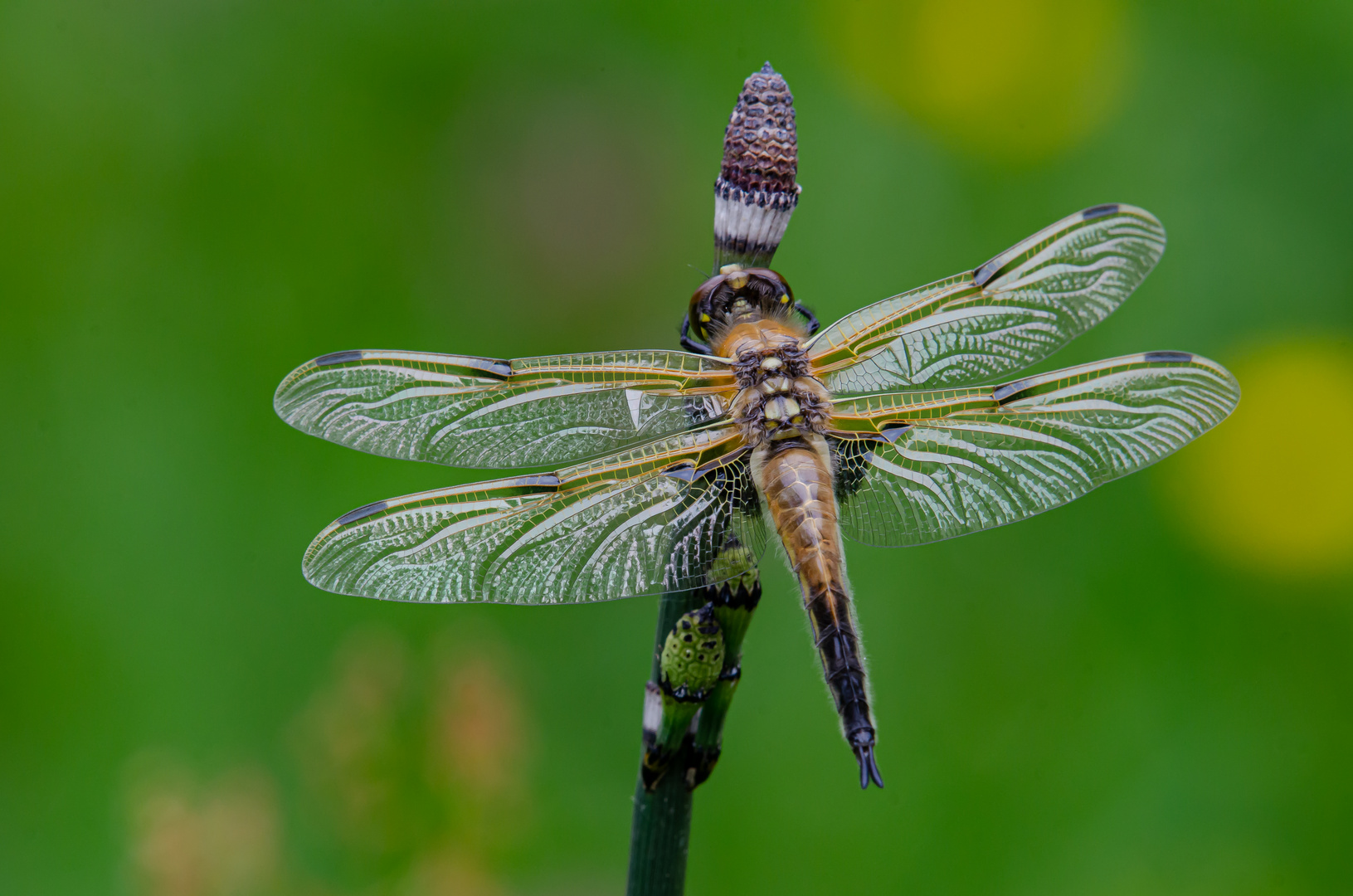 Vierflecklibelle