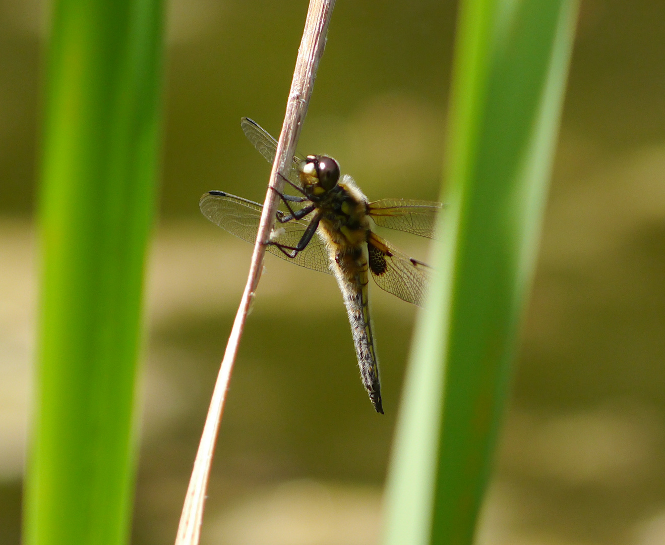 Vierflecklibelle