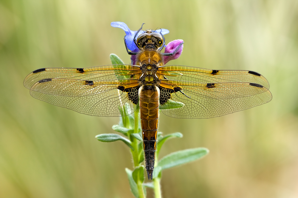 Vierflecklibelle