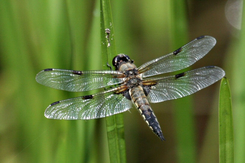 Vierflecklibelle