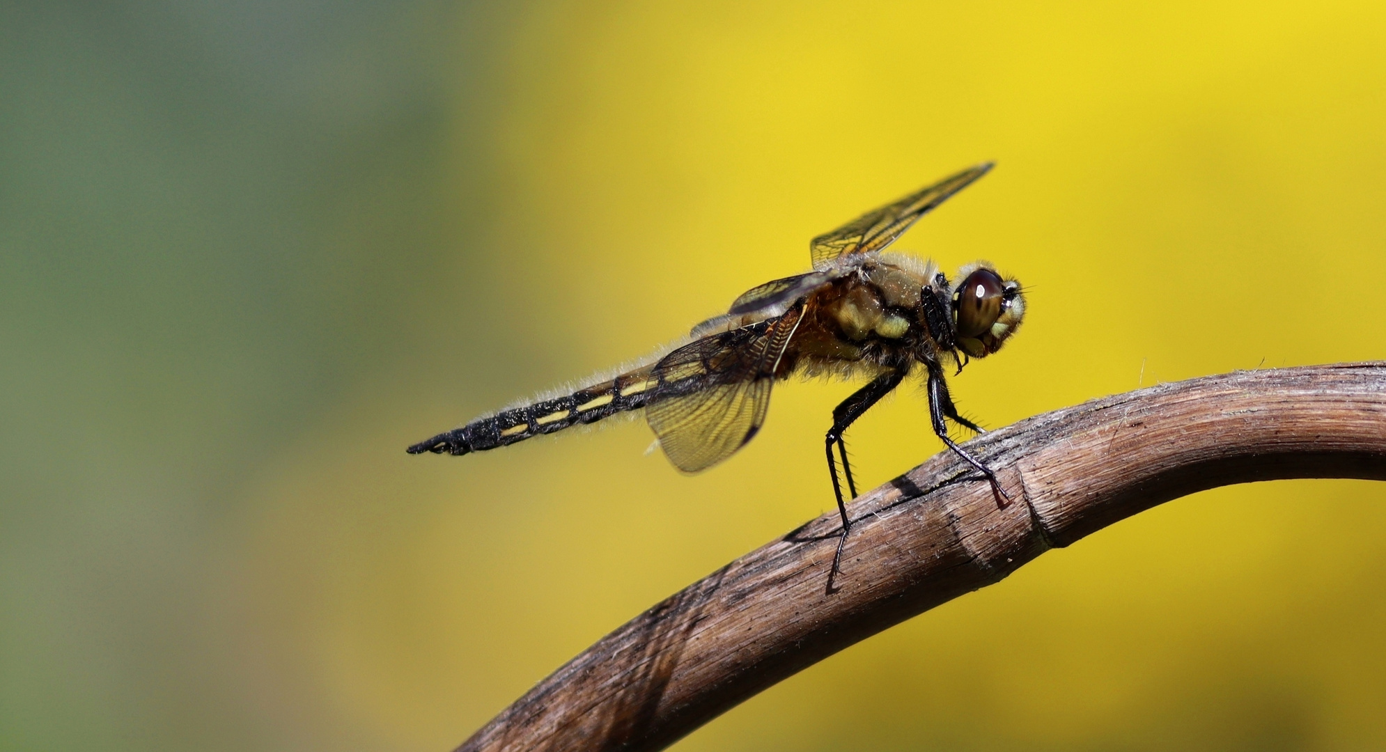 Vierflecklibelle