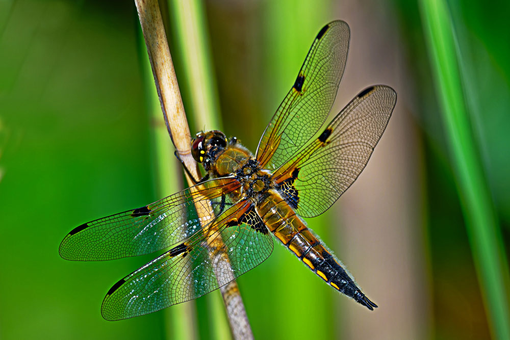 VIERFLECKLIBELLE