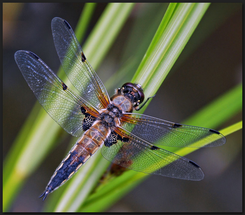 Vierflecklibelle