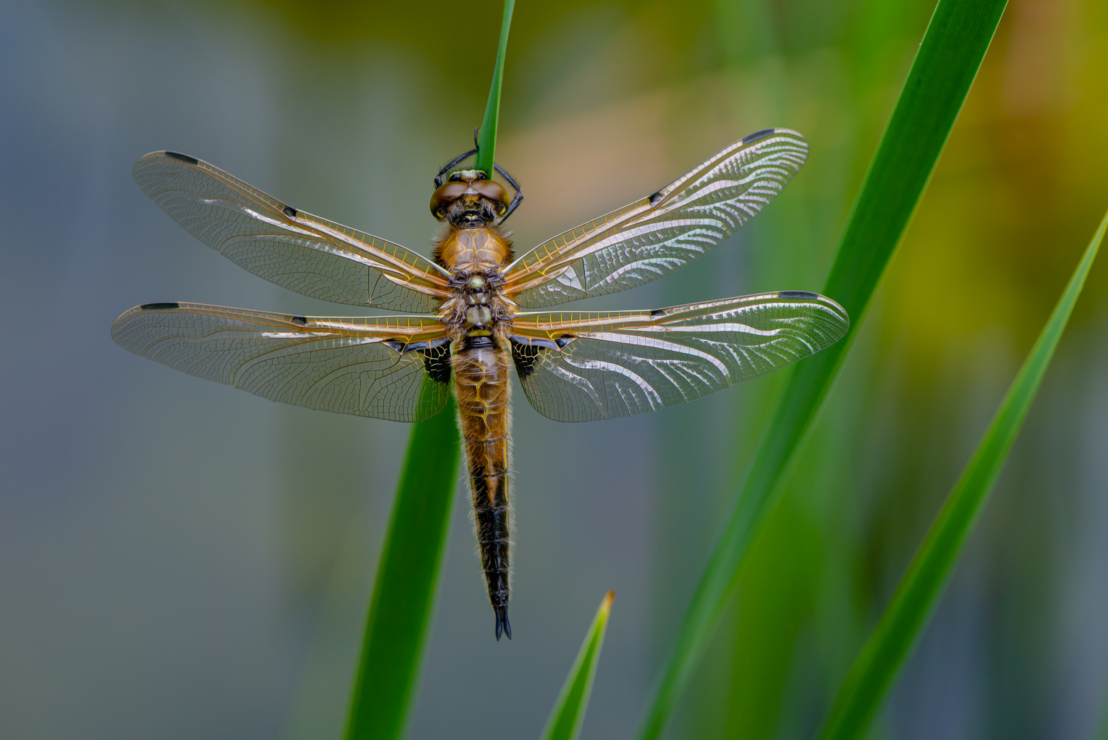 Vierflecklibelle