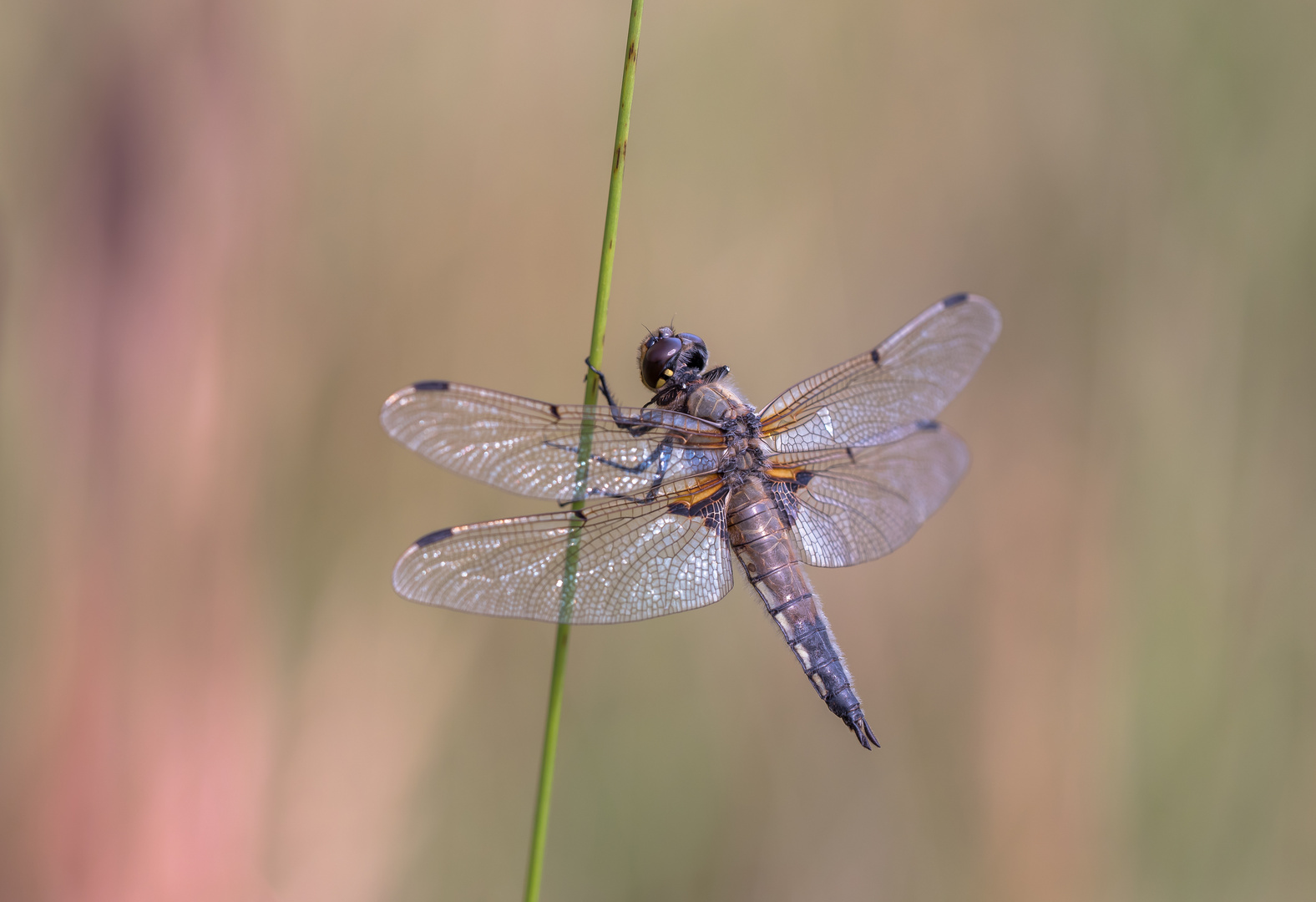 Vierflecklibelle