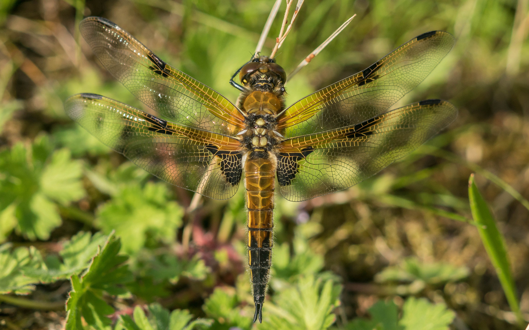 Vierflecklibelle