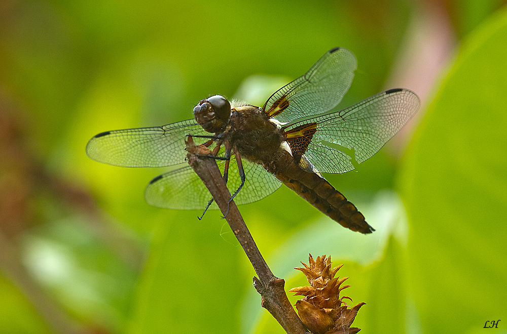 Vierflecklibelle