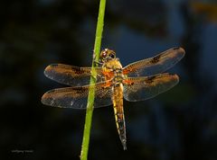 Vierflecklibelle