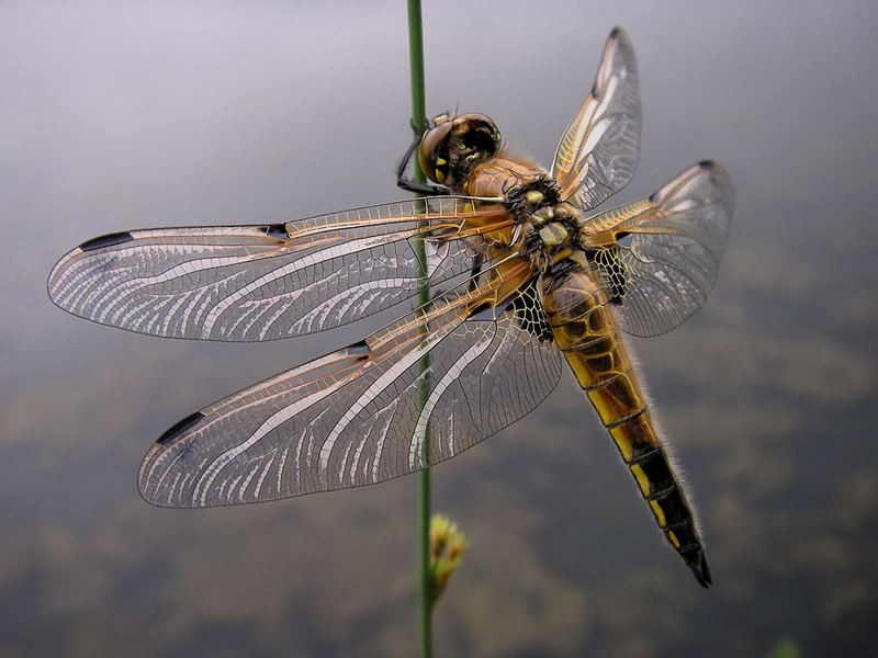 Vierflecklibelle