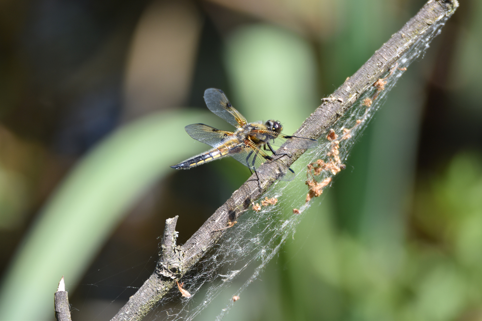 Vierflecklibelle