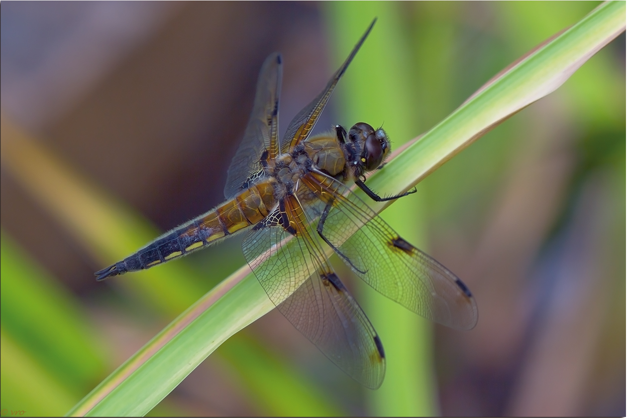 Vierflecklibelle