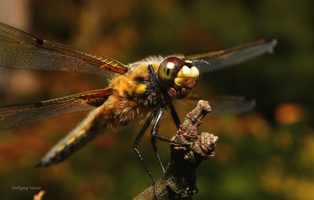 Vierflecklibelle