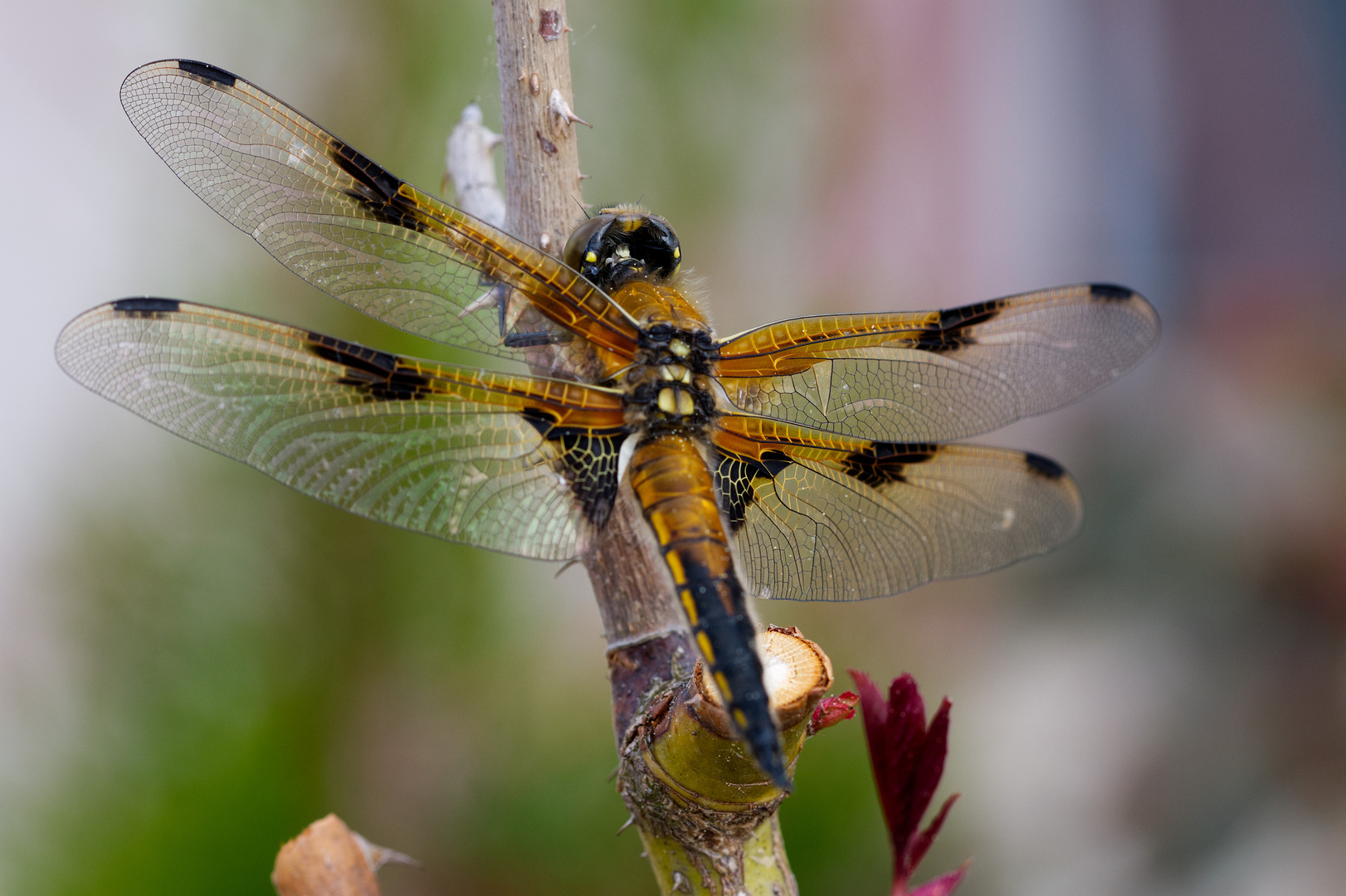 Vierflecklibelle