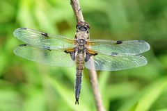 Vierflecklibelle älteres Männchen (Libellula quadrimaculata)