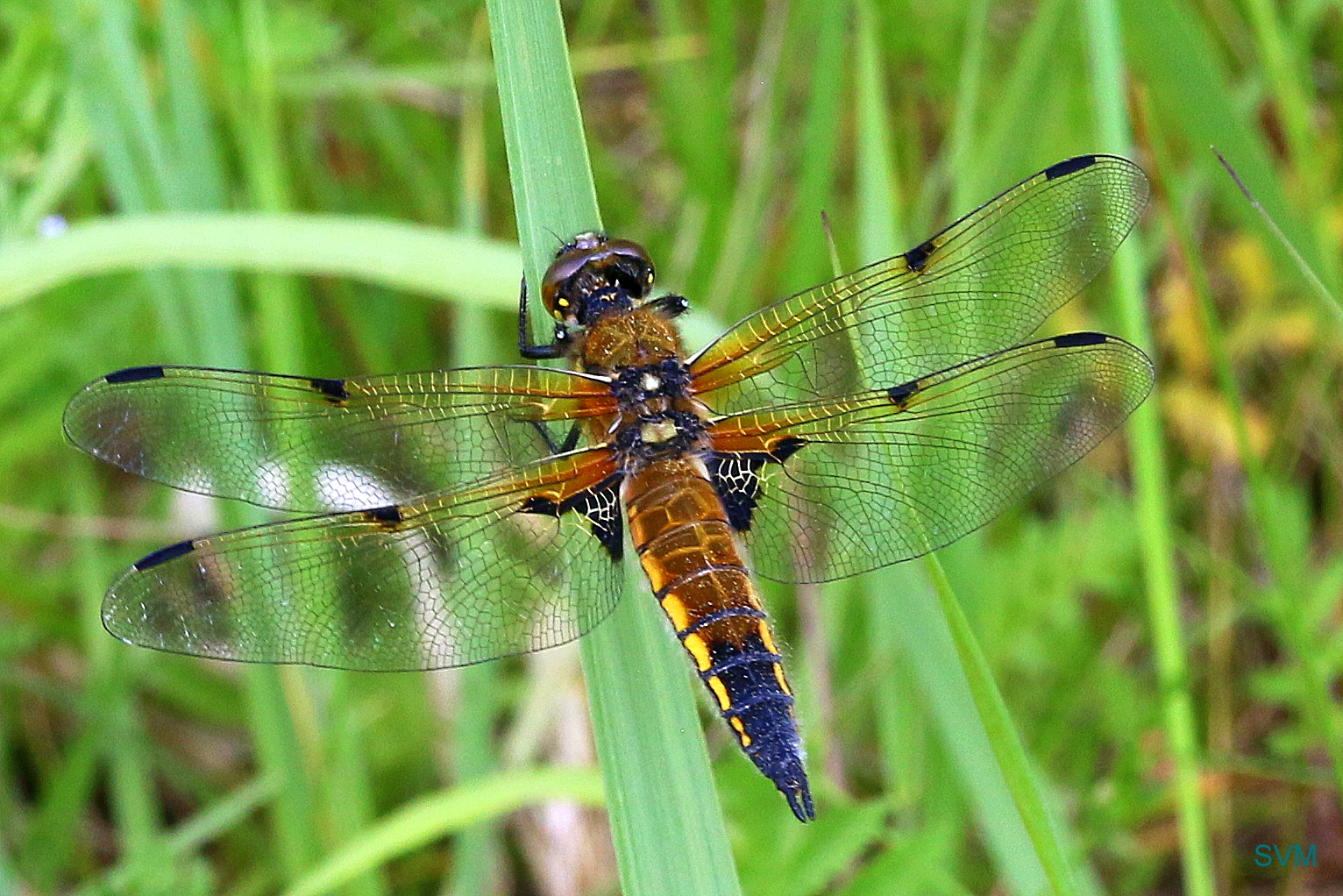 Vierflecklibelle