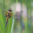 vierflecklibelle am fischteich