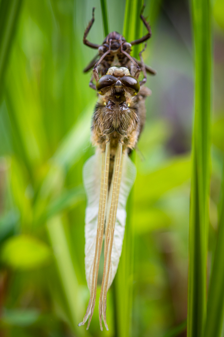 Vierflecklibelle am Gartenteich