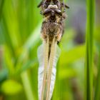 Vierflecklibelle am Gartenteich