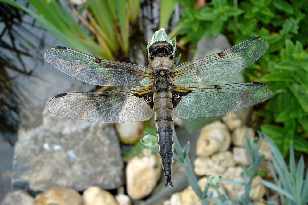 Vierflecklibelle am Gartenteich