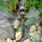 Vierflecklibelle am Gartenteich