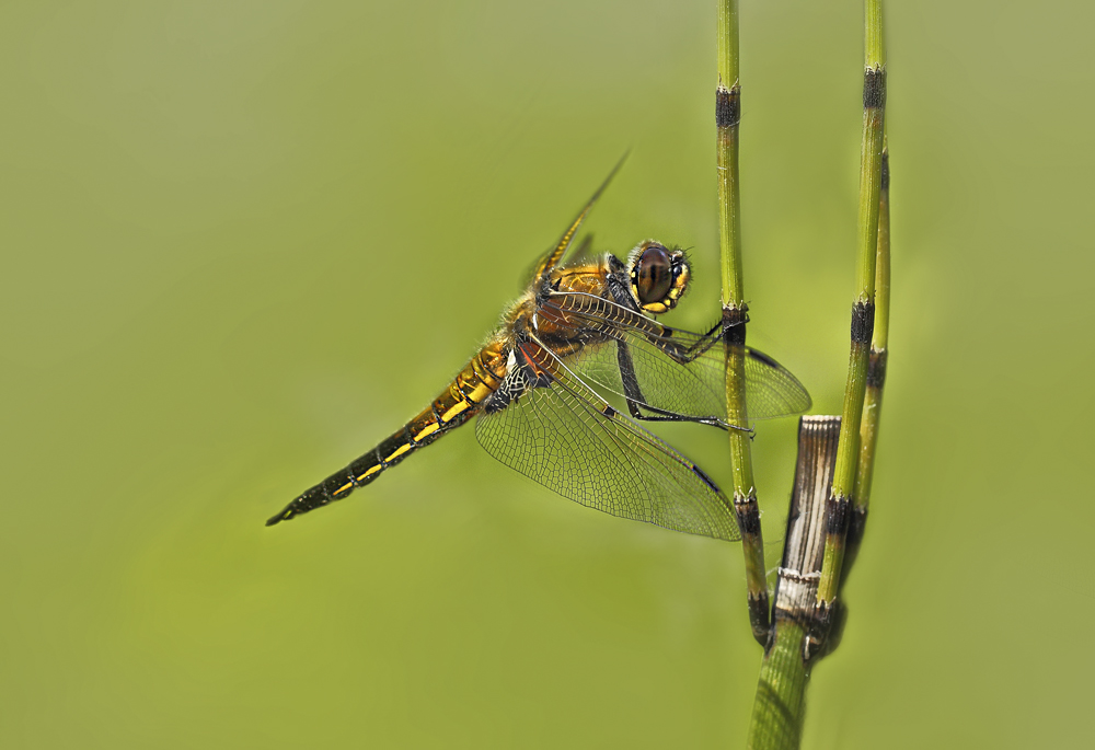 Vierflecklibelle am Schachtelhalm