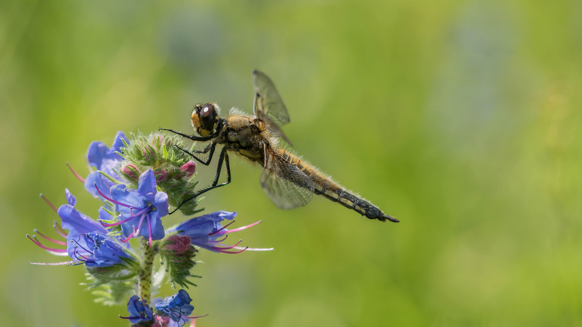 Vierflecklibelle auf Blüte