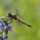 Vierflecklibelle auf Blüte