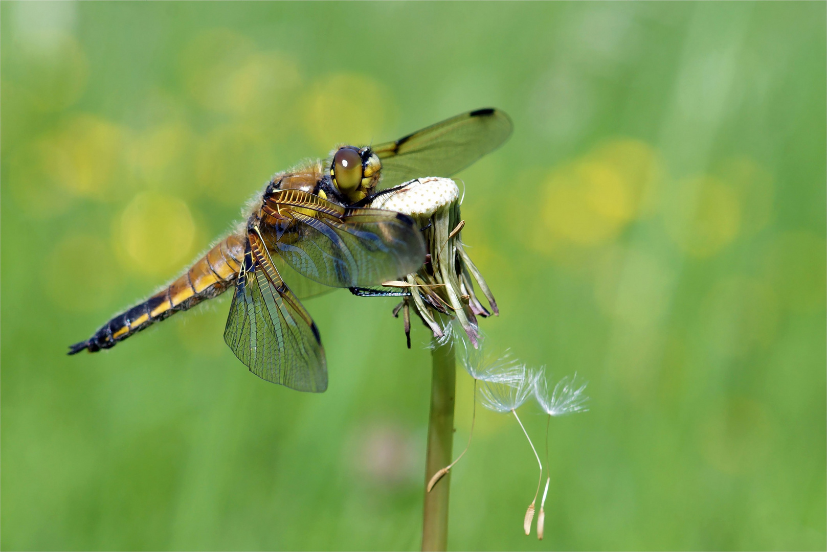 Vierflecklibelle auf der Wiese