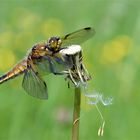 Vierflecklibelle auf der Wiese