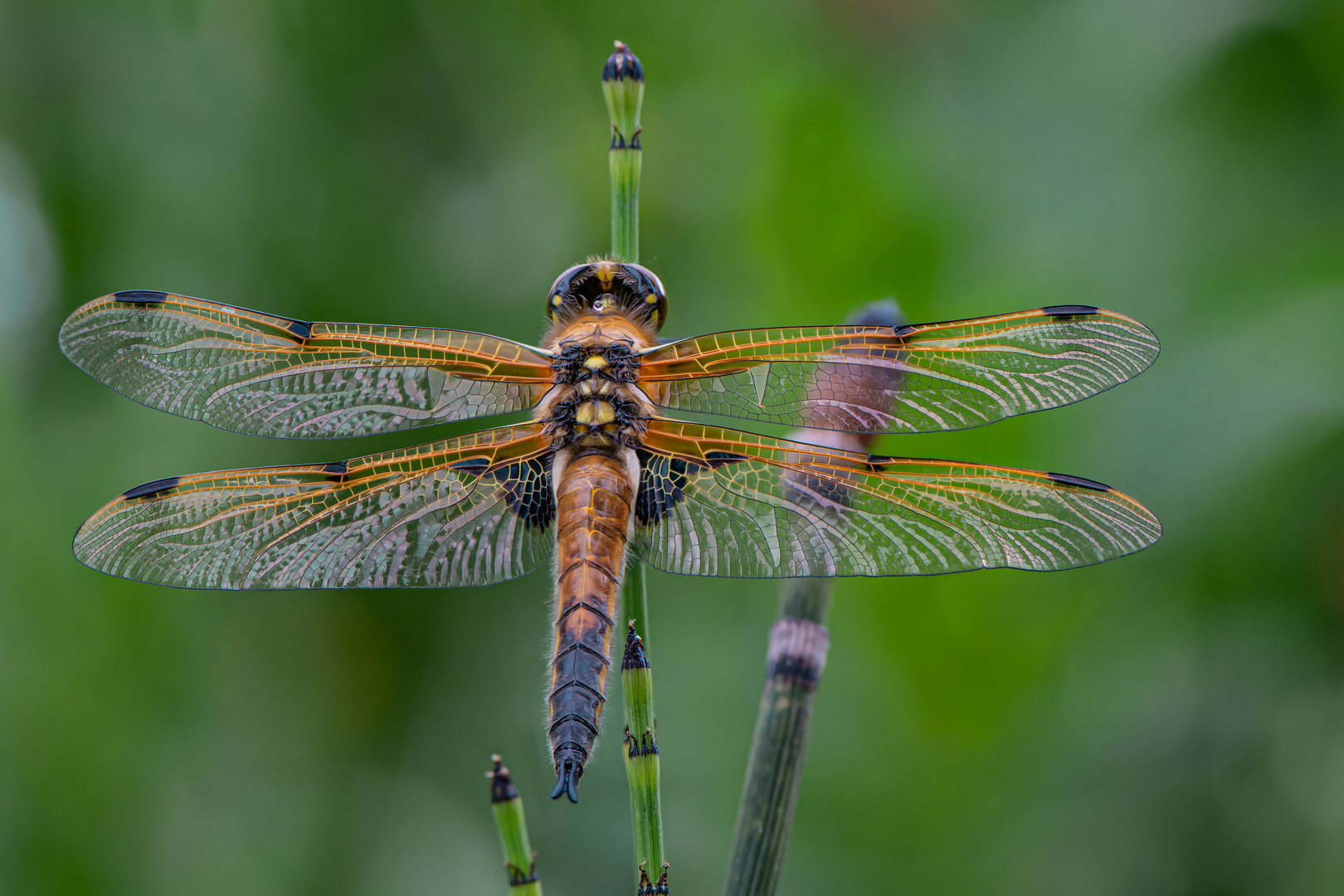 Vierflecklibelle aus einer anderen Perspektive 