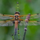 Vierflecklibelle aus einer anderen Perspektive 