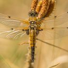 Vierflecklibelle  Baujahr 2018