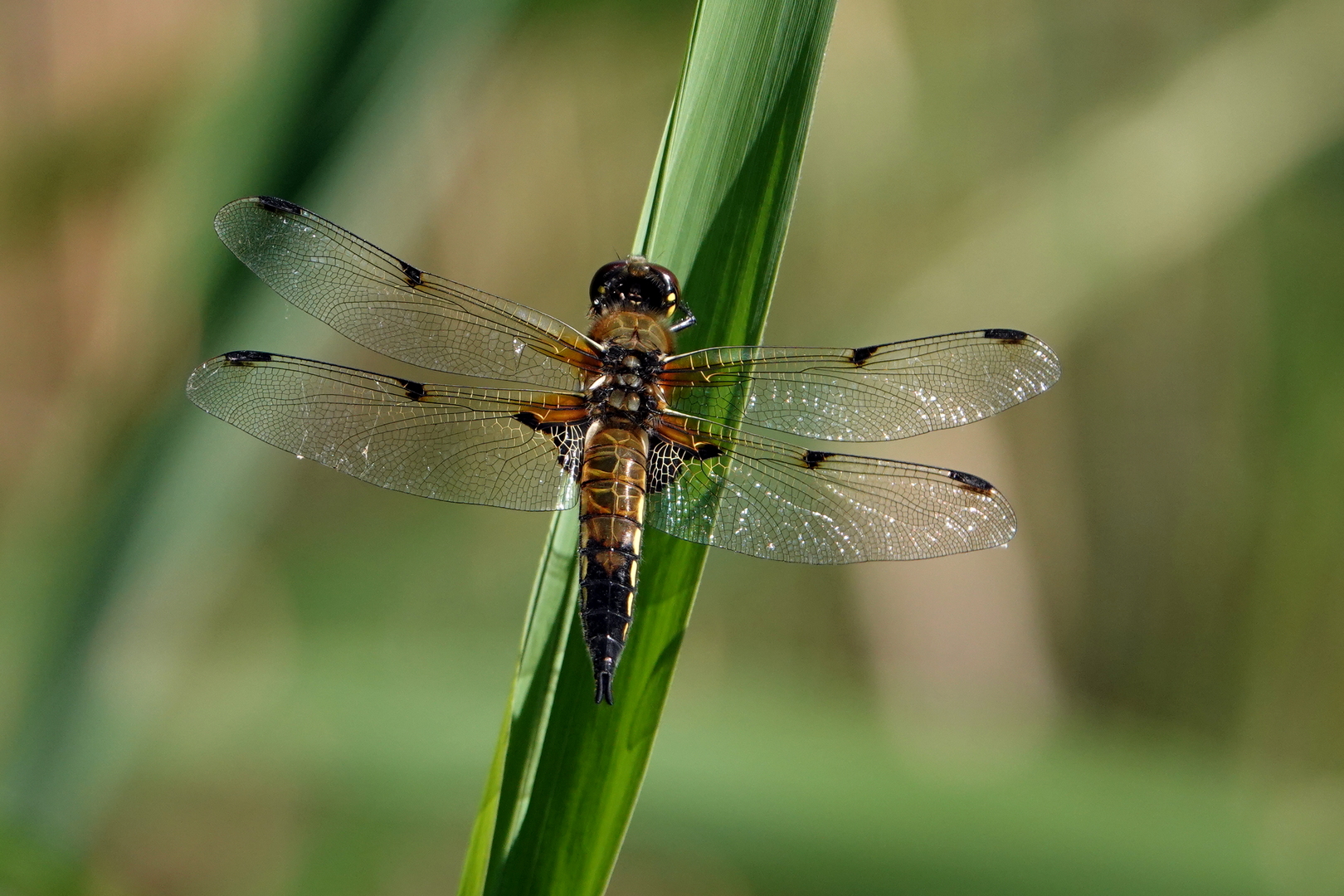 Vierflecklibelle