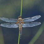 Vierflecklibelle beim Ausruhen