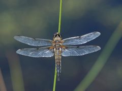 Vierflecklibelle beim Ausruhen