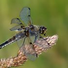 Vierflecklibelle beim Fressen