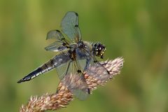 Vierflecklibelle beim Fressen