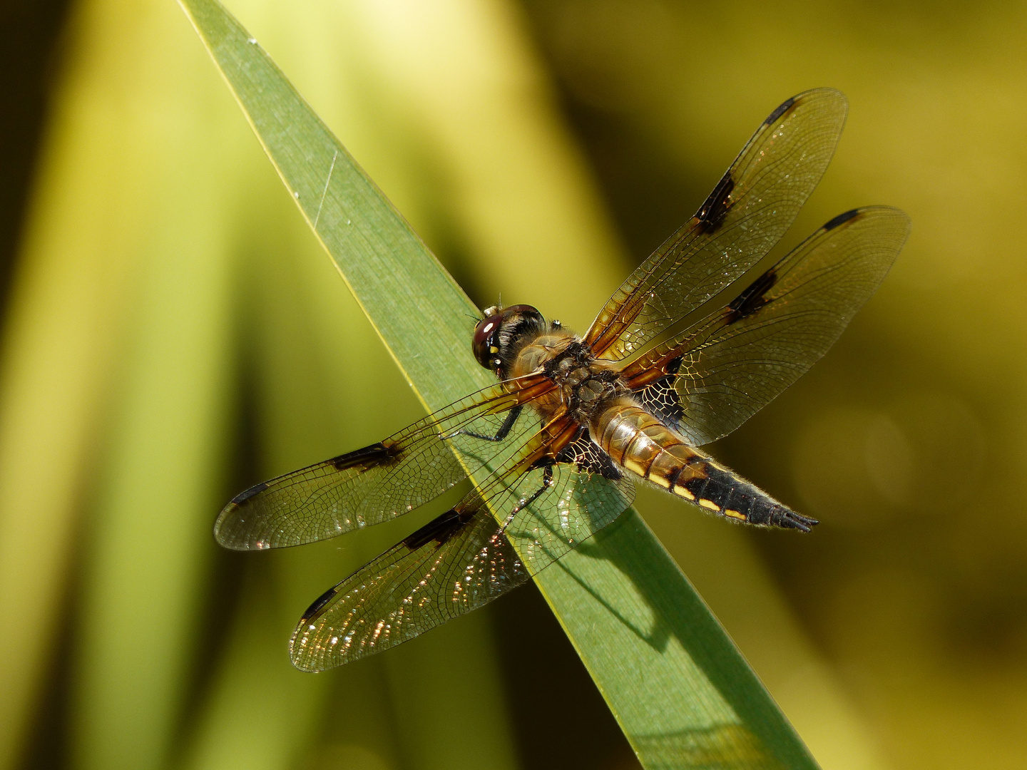 Vierflecklibelle beim Sonnenbad!