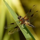 Vierflecklibelle beim Sonnenbad!