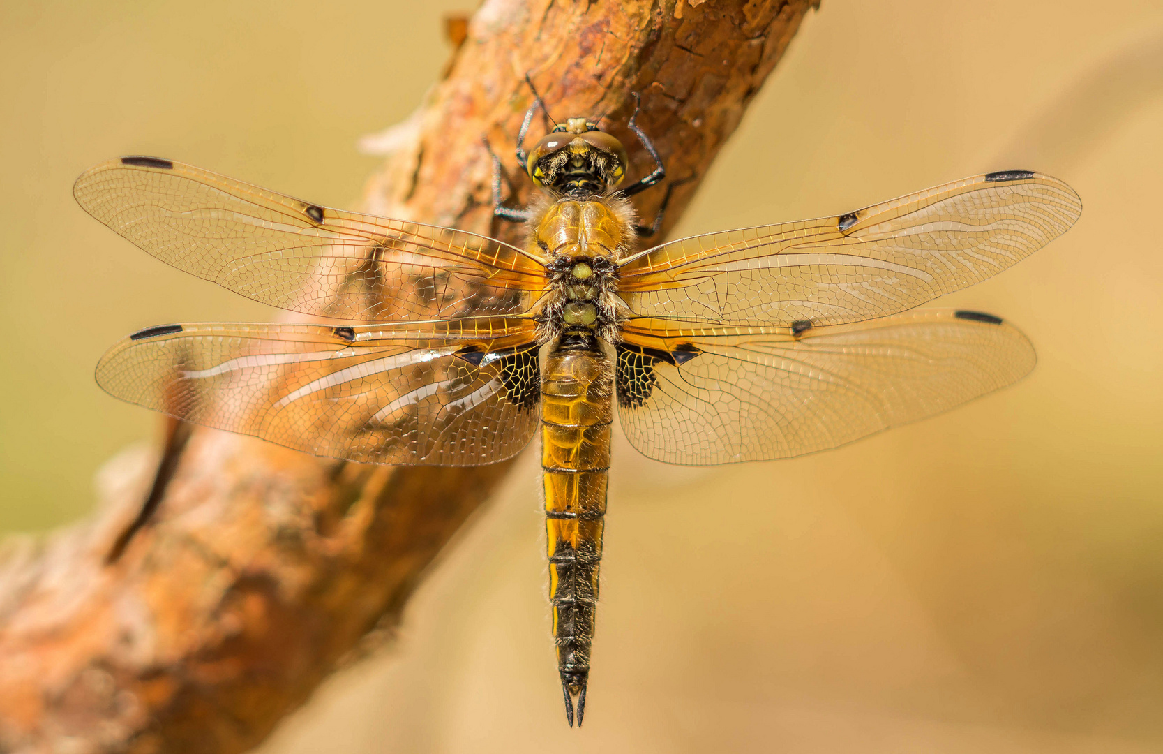 Vierflecklibelle beim Sonnenbad