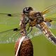 Vierflecklibelle beim Sonnenbad