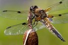 Vierflecklibelle beim Sonnenbad von Helma Spona