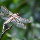 Vierflecklibelle beim Sonnenbad