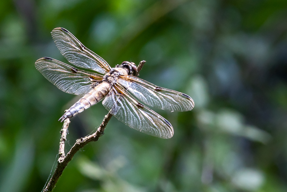 Vierflecklibelle beim Sonnenbad